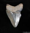 Hawthorn Formation Meg Tooth #142-1